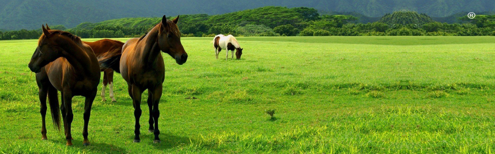 VIRBAC EQUIMAX PASTA ORAL     Antiparasitario de amplio espectro